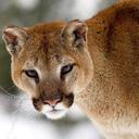 BobToth'sCougar - @BobTothCougar - Twitter
