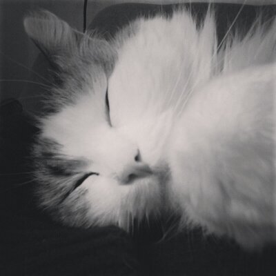 Anja Schreiner Hunnkatten Twitter