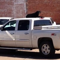 Stump the Wonderdog (@roofhound) 's Twitter Profile