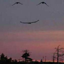 ........Here happiness.........     ..Live in peace