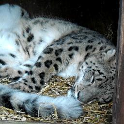 Cait_Insanity's profile picture. A newly born business hoping to thrive and eventually take over the world, mwah ah ah