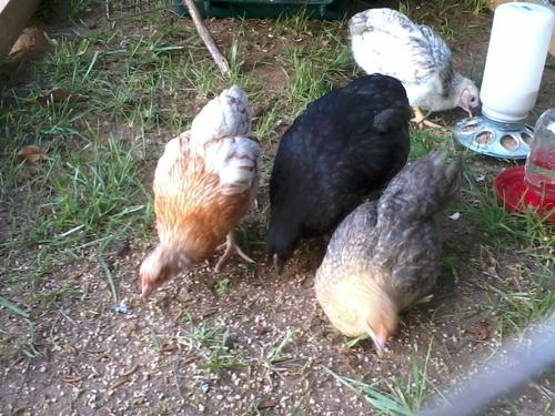 ncstar4's profile picture. i am her. JESUS LOVES YOU! CEO F.R.O.G. Ministries RHSC✝️🐸💚