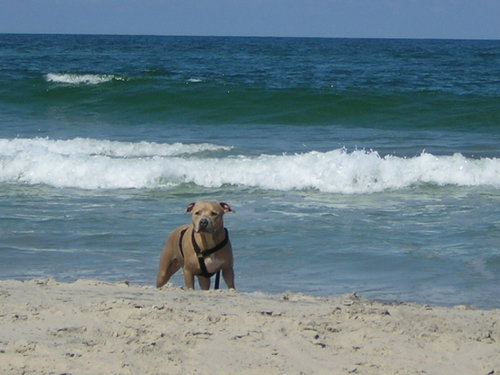 2 Outer Banks Dogs - Lou & Wilson bring you the best of what the Outer Banks has to offer their fellow 4 legged friends. Dog Friendly Homes & Search