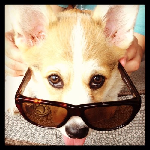 Follow my corgi adventures as documented by my mommy a_king2013! Follow me on Instagram at @jacksonthecorgi!