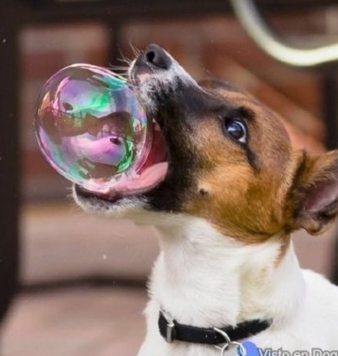 infor_curiosity's profile picture. Curiosidades del mundo