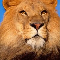 Steve (@steve1usps) 's Twitter Profile