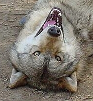 Reluctantly retired from Canis lupus rescue. When you can't run with the big dogs anymore why not just sit on the porch and tweet?
#RESIST