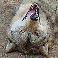 Lupusmaximus (@lupusmaximus1) 's Twitter Profile
