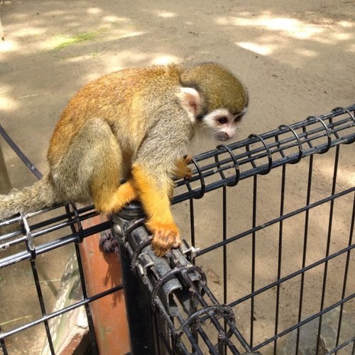 777nurumayu's profile picture. ちょっとそこ通ります。