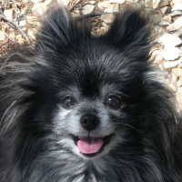 I'm an aging black Pomeranian (it's not a race, it's a species!) My human said I was so cute I should have my own website. Enjoy!