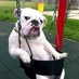 модный пес (@miximiliardo) Twitter profile photo