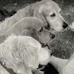 Three Golden Retrievers, Mac, Maesie & Matilda & one black kitten, Meg! 
Mac, Maesie & Matilda are official taste testers of 3mbakery - Dog Treat Recipes