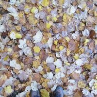 MainlyYYJ (@mainlyyyj) 's Twitter Profile