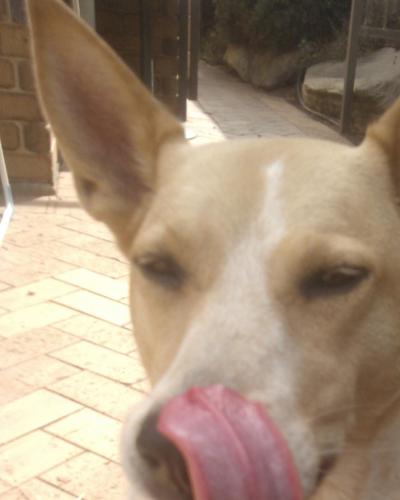 AllanTheiss1959's profile picture. Loves his family, most sports, the best dog in the world, and having a beer with mates!