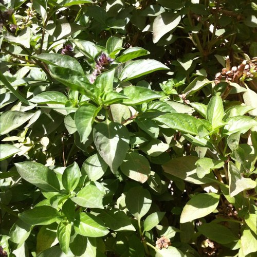 Ferdawsy's profile picture. 