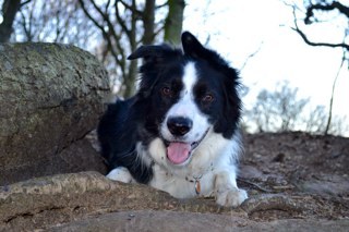 Food lover. Dog walker.