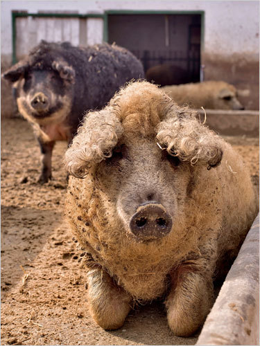 comunista non pentito né dissociato. Veterinario.