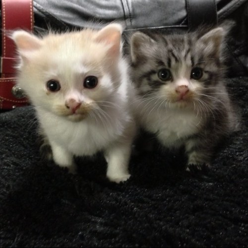 Limit0921's profile picture. 今年もよろしく☻