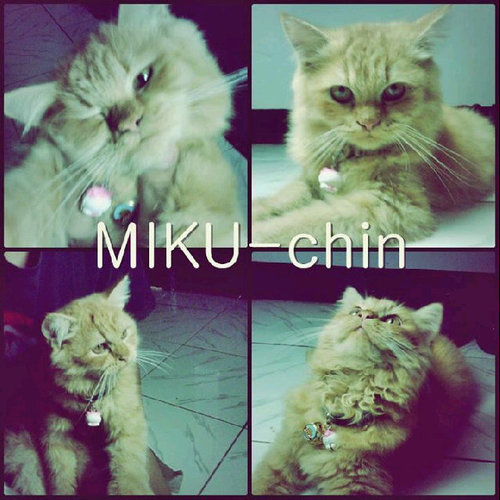 Jangan kasih tau kesiapa-siapa ya, kalo Miku curhat di Twitter :3 | MIKU = (M)uka (I)ndah (K)urang (U)pdate | Cewek | -since- 2013.