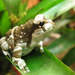 Lepidodactylus's profile picture. 