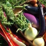 middfoodworks's profile picture. Middlebury Foodworks is a summer internship program for students '14-'17.5 interested in local food systems. 1 group is in rural VT; the other in urban Kentucky