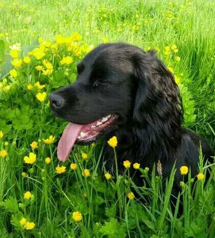 Jack and Poppy have now retired from the field so they can chase bunnies and not respond to the whistle like proper pets😜