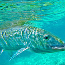 Efrain Polanco. - @payo09 - Twitter