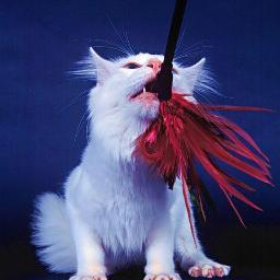 fadea10's profile picture. 