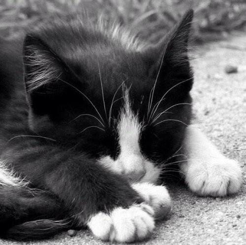 I'm still that adorable kitten of @CaptivatingLush, just with some heels on. I look innocent as a kitten but don't let it fool you. [Roleplay/Shapeshifter/TVD]