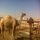 وله شمر - @TraceyRamos11 - Twitter