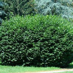 TheBushhhhh's profile picture. Я Куст Садовый....Я обыкновенный зеленый куст живущий в саду...Вот для некоторых: Куста́рник — жизненная форма растений