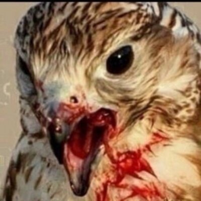 Profile Picture of سآرھُ (@MicheleHolman5) on Twitter