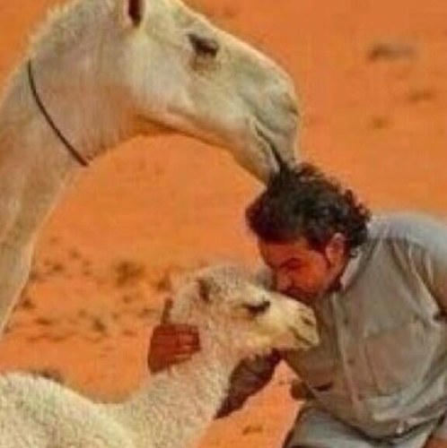 بعارين ياقلب العناء بعارين