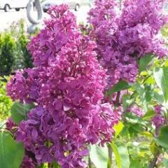 The Garden Mart is a year round full service garden center.  We are hear to help you with ALL your gardening needs.