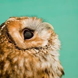 MegMahhhsh's profile picture. Rainbows. Cotton Candy. And Sunshine.