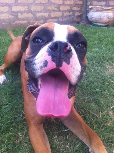 Pagina Twitter Boxer Fan Club Italia!!!