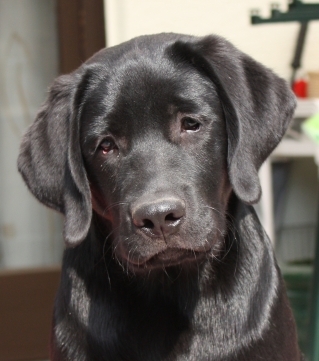 DER_Labrador's profile picture. Labrador 7 Jahre, Schönster Hund von Welt