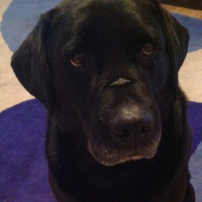 Alistair Campbell on Twitter: "Pretty confident it was built to almost