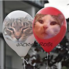 JackyMcCat's profile picture. 3 Year old European Shorthair cats from Germany.
Loves to sleep, to eat, and to cuddle. ♥
We're a bit crazy, but we think it's okay =^.^=