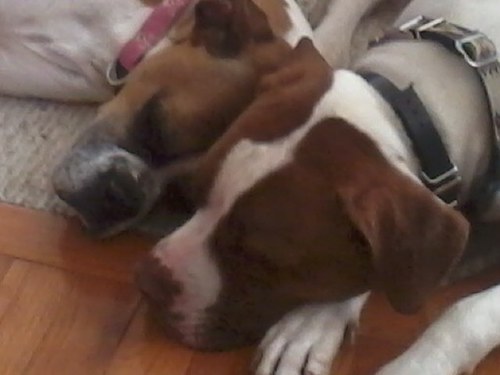 SaraEnglandArt's profile picture. Designer of whimsical pet art sold nationally in pet boutiques. Mom of 5 children & 3 dogs (a Lab, Boxer and a Pit mix)