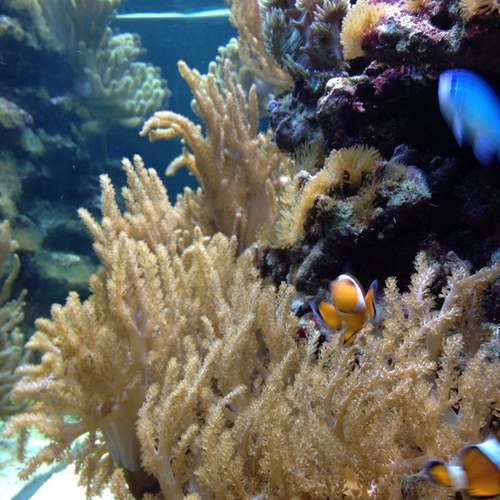 PCO233's profile picture. 