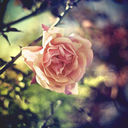 Sherri Hanson - @SherriHanson13 - Twitter