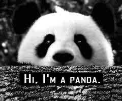 Keyboardist, swimmer, animal lover and proudly South African