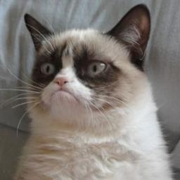 RudeGrumpyCat's profile picture. Parody Grumpy Cat account, we hate you all