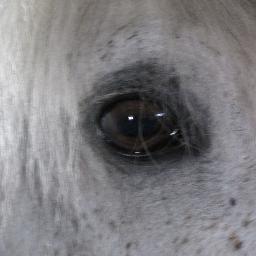 Cavalière sans prétention, amoureuse de la nature et des animaux en général. Aime la lecture, les bons films, intérêt pr la politique nationale et international