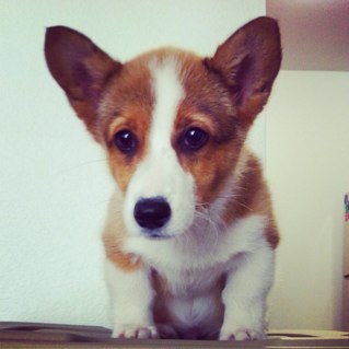 We provide daily cuteness and deliver the best Corgi dog pictures, videos, and articles. Did I mention puppies?! http://t.co/vMWX8tXpSs