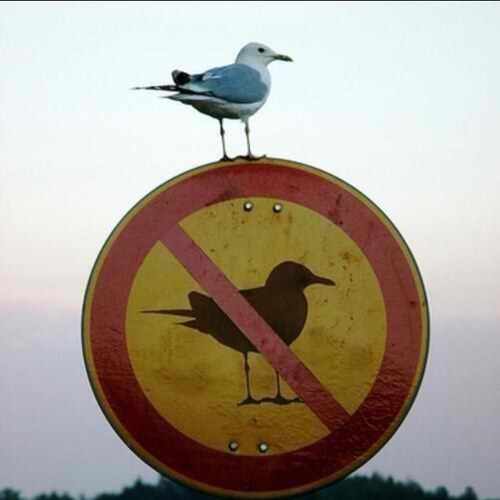 wilburjo's profile picture. 