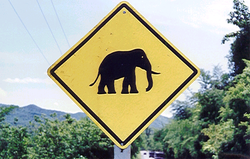 ElenetThai's profile picture. Raising funds & awareness for wild elephant conservation in Thailand