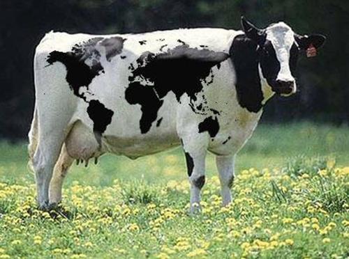 Muuuuu