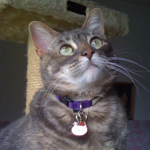 alexandrakay83's profile picture. Bay Area Alliance for Animals